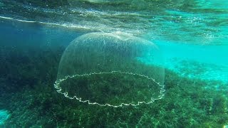 Cast Net Falling Underwater [upl. by Brittne859]