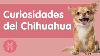 10 Divertidas Curiosidades de los Chihuahuas que NO Conocías 2021 [upl. by Tarsus]