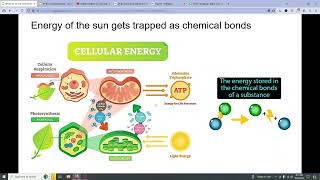 AP BIO 31 to 33 [upl. by Corrianne783]