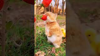 CUTE RABBIT EATEN STRAW BERRY 🍓 SHORT  VIDEO [upl. by Lenny676]