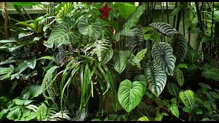 LUSH Rainforest Tropical Home Garden  a Quick Tour  Shorts [upl. by Airamalegna]