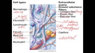 Chapter 4  Lecture C Characteristics of Connective Tissue [upl. by Fabio]