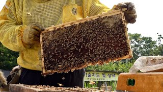 Huge Number of Bees Honey Mass Production Process by Korean Beekeeping Farm [upl. by Enomsed]