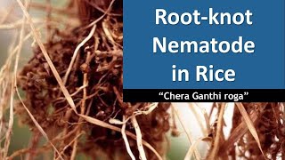 How to manage Root knot Nematode in Rice [upl. by Zulaledairam825]