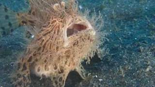 The Insatiable Hairy Frogfish [upl. by Verney203]