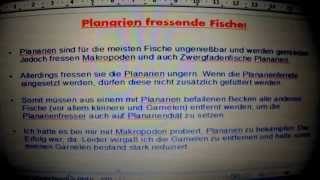 Planarien fressende Fische PS die Musik zum Video ist vom Ethan Meixsell [upl. by Zetrom]