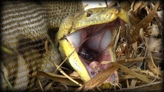 Python eats Pig 04  Dangerous Animals [upl. by Nimesay]