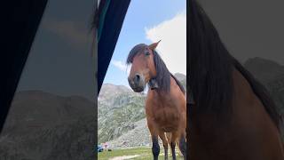 On fait de ces rencontres le matin au réveil dans les Pyrénées 😂👌🏻🤩 trek rando cheval [upl. by Dilan]