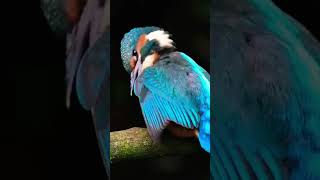 Photographing Kingfishers up close on the river [upl. by Ahsiri]