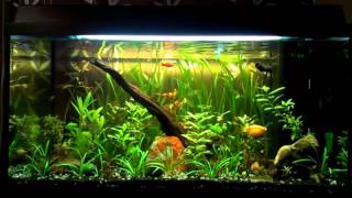 110L Planted Aquarium [upl. by Atikram]