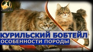 Курильский бобтейл  особенности породы [upl. by Brigette405]