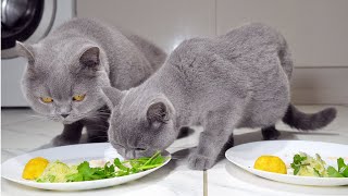 Cats Share Christmas Dinner [upl. by Steinway]