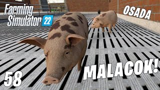 Farming Simulator 22 LIVE 58  Jönnek a malacok Osada 17 [upl. by Aztin784]