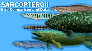 SARCOPTERYGII FISH  Size Comparison and Data The so call quotLobefinned fishquot [upl. by Nnair964]