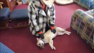 Side Submitting Dogs Correctly  Dog Whispering BIG CHUCK MCBRIDE  DOG INTERVENTION [upl. by Janus386]