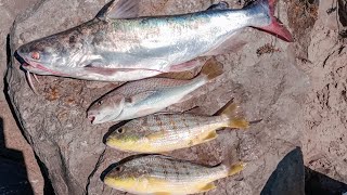 PESCANDO CON CARNADA BANDERILLA DE 3 KG [upl. by Laina]