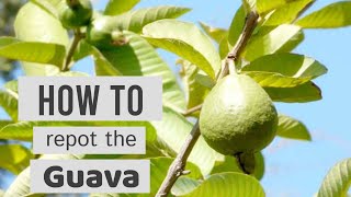 How to Repot the Guava  🍈  Psidium guajava Ruby Supreme  Pink Guava  Lovely Garden [upl. by Carmelle]