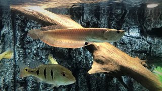 SILVER AROWANA Growth Rate over 6 Months  LIVE FEEDING [upl. by Nivrek121]