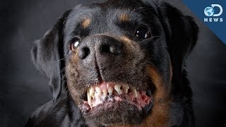 Are Some Dog Breeds More Aggressive [upl. by Alegnat]