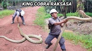 PENANGKAPAN KING COBRA RAKSASA DI KEBUN SAWIT KALIMANTAN  KING COBRA  ULAR [upl. by Ailat]