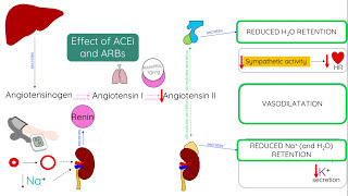 ACE inhibitors and ARBs  Mechanism of action [upl. by Jodie]