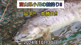 富山県小川の鮭釣り‼️延竿‼️一本勝負‼️2024年10月30日 [upl. by Rundgren]