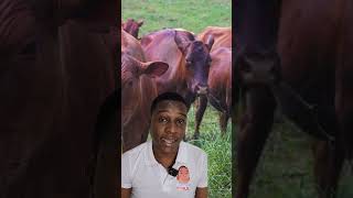 The Jamaican Red Poll Cattle [upl. by Sloane]