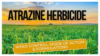 Atrazine Herbicide Effective Weed Control for Agriculture  Mode of Action amp Formulations [upl. by Hoopen]