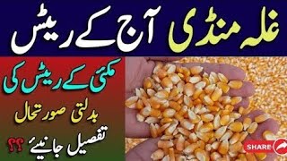 Today Latest Price of Maize  Corn in Pakistan  Corn Price in Punjab  Maize Rate in Punjab Kpk [upl. by Deana]