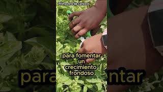 Cómo Cultivar Albahaca Consejos Esenciales para tu Huerto albahaca huerto cultivo plantas [upl. by Heuser]