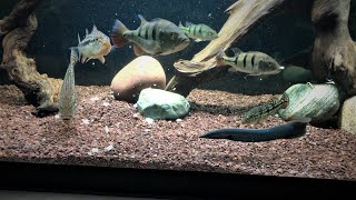 PEACOCK BASS 1 Year Growth Rate  LIVE FEEDING [upl. by Peirce]