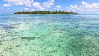 Natures Aquarium Beautiful amp Soothing Sea Life of Île de Maupiti [upl. by Ecniv]