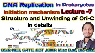 Prokaryotes DNA Replication mechanism  lecture 7  structure of Ori c and Initiator protein [upl. by Jolynn]