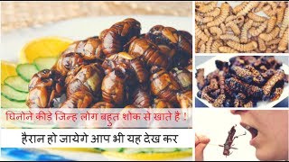 Insect Dishes  घिनोने कीड़े जिन्ह लोग बहुत शोक से खाते है [upl. by Nabi]