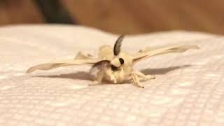 Adorable fuzzy silk moth [upl. by Lynea]