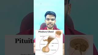 Pituitary gland  day 32 humananatomyandphysiology viralvideo trending anatomy [upl. by Yecart]