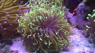 Gold torch coral in 125G Reef [upl. by Zelikow]