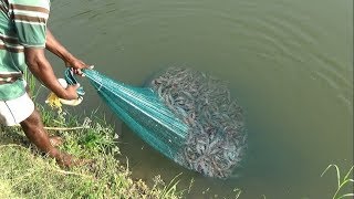 PRAWN CATCHING AT POND [upl. by Aciram]