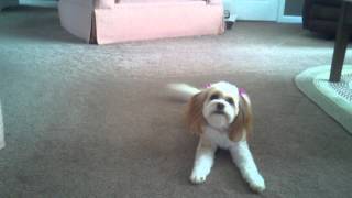 2 year old Cavachon barking and chasing bone [upl. by Francklin]