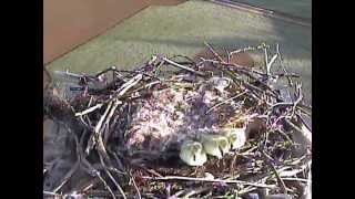 Sandpoint Osprey Cambaby goslings take there amazing jump from nest42413 [upl. by Danella996]