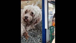 Epileptic dog was suffering abandoned in the streets of my city for a few days😢  Takis Shelter [upl. by Yahsal]