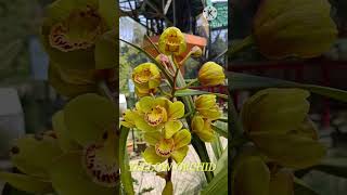 yellowflowers orchid orchidflowers orchidgarden orchidlovers follow viralvideos [upl. by Omsoc]