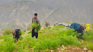 IRAN nomadic life  Nomadic lifestyle of Iran  cutting grass for sheep and impassable roads [upl. by Eniamsaj399]