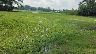 কচুরিপানাwater hyacinthsEichhorniaPontederia nature beautiful beauty amazing flowers water [upl. by Eesac]