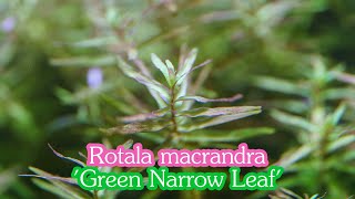 โรทาล่ามาครานดร้าเขียวใบแคบ Rotala Macrandra Green Narrow Leaf [upl. by Tirrag]