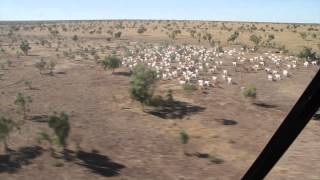 helicopter mustering vrd nt [upl. by Harriette]