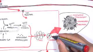 Physiology of Lipoproteins Cholesterol [upl. by Borg587]