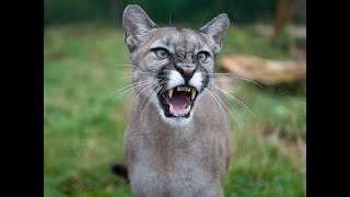 Cougar Sound Talk Calls and Mountain Lion scream [upl. by Laurie34]