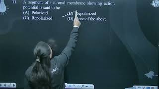 A segment of neuronal membrane showing action potential is said to be [upl. by Onitsoga]