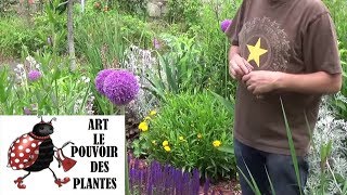 chaine de Jardinage Allium giganteum Comment faire la Taille et entretien Plantes bulbe vivaces [upl. by Neret603]